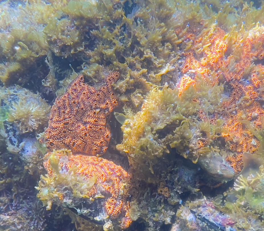 Il  Botryllus schlosseri, unascidia coloniale